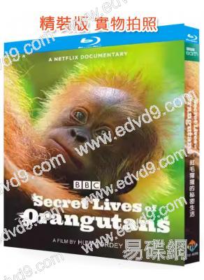 紅毛猩猩的秘密生活(2024)(紀錄片)(25G藍光)